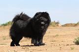 CHOW CHOW 109